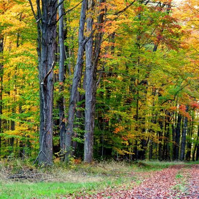 Spreading awareness within the deciduous forest