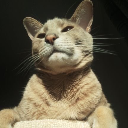 kirslaay's profile picture. a fucking delight