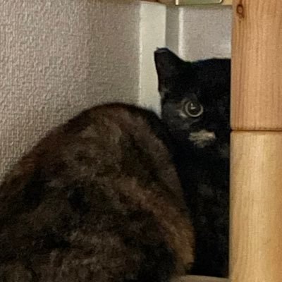 元野良のサビ猫がんもちゃん🍢🐈‍⬛ 2020/9 産まれ めちゃくちゃビビリ カギしっぽの女の子 2021/3/28 我が家にやってきた！8年ぶりの猫との生活´◡`