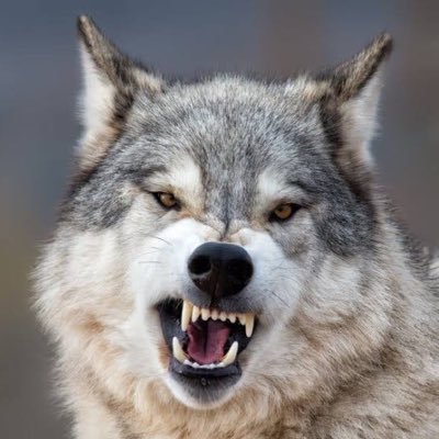WakemeupAvi's profile picture. 