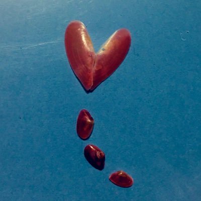 fny0IotdcAJ78uD's profile picture. 東北、主に青森・秋田でビーチコーミングしています。錦石・瑪瑙・舎利石・ガラス浮き玉・貝殻・ウニ殻・骨等々を採集。どんぐり・松ぼっくり等の木の実にも興味あり☆完全感覚ビーチコーマー、難しい事は分かりませんが宜しくお願いします♡会報を読むだけの漂着物学会会員♡ポストは記録＆記憶