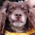 Perro Ofendido (@perro_ofendido) Twitter profile photo Perro Ofendido (@perro_ofendido) Twitter profile photo