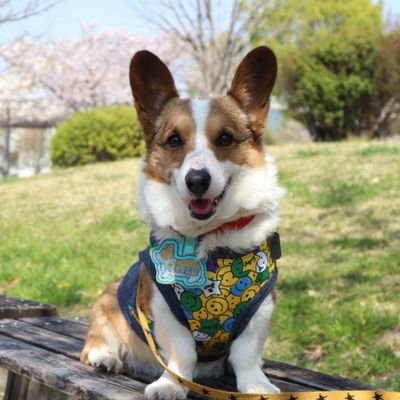 梅コーギー Ume Corgi Twitter 梅コーギー Ume Corgi Twitter