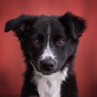 Dog Lovers Community Instagram : dogs_community_global