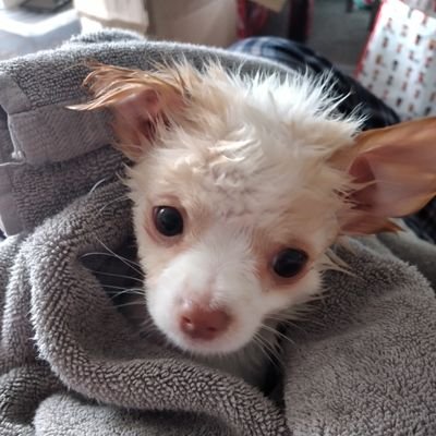 DaisyMcQueen3's profile picture. white and tan