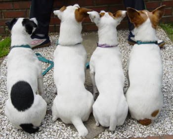 ４匹のＪＲＴを飼っています。
散々この犬達に振り回されて大変でしたが　今はこの老犬達（母犬17歳(故)　子供達16歳）とゆったりとした日々を過ごしております。