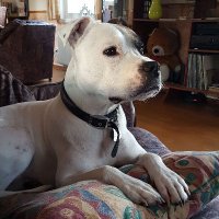 Tim Smith #FB🔶️ #FBPE 🇬🇧🇸🇪🇪🇺🇺🇦 (@timbo_tigger) 's Twitter Profile
