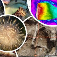 Dr Nathan Janetzki (@janetzkinathan) 's Twitter Profile Photo