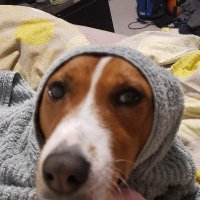 Phill Dee (@popcronpopcron) 's Twitter Profile