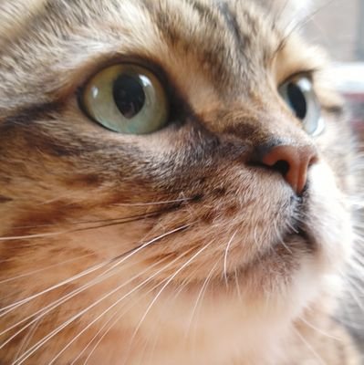 kimaguree's profile picture. アカウント名は緩いですが、教育については真剣に考えています。正規11年目。5年担任。興味はICTの活用。