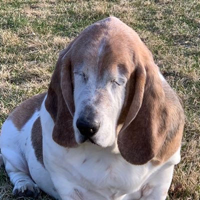 Just a basset lookin for a bone surrounded by a steak.
