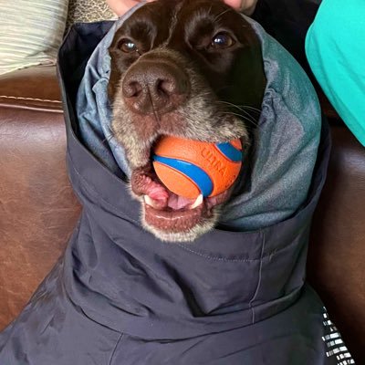 just a busy dog, living the good life    🚙 🐶 💁‍♀️☀️ Did someone say “Hammy in the house?!”