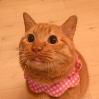 てつ@腎不全から解放😸 (@kh1fxltytcrnfab) 's Twitter Profile Photo てつ@腎不全から解放😸 (@kh1fxltytcrnfab) 's Twitter Profile Photo