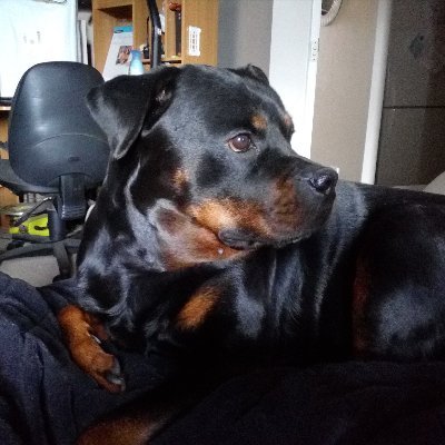 beejay_aus's profile picture. My dog is my best friend! 🐾 Ex military. Australian expat. Conservative. No DMs.