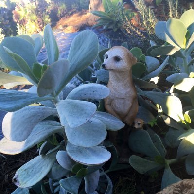 dibwal's profile picture. A curious cat lurking in the shadows ready to pounce… meh, think I’ll have a nap instead.