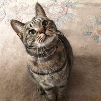 さくらさん🌸 (@kikyou_longings) 's Twitter Profile Photo さくらさん🌸 (@kikyou_longings) 's Twitter Profile Photo