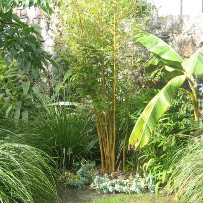Small nursery owner situated in Grangemockler, south Tipperary - I stock Hedging and Ornamental Trees. Questions are always welcome and the advice is free !