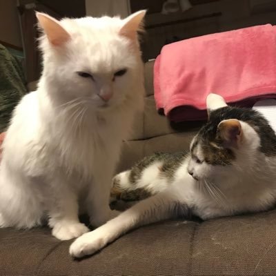 もっけ 猫2匹闘病中 フォロワーさんのツイートに救われて 下痢ぴーのモコにロイヤルカナンの消化器サポート 下痢 軟便用 を買い直しました 消化器サポートの可溶性繊維のほうは便秘用なのだそうです 危機一髪 下痢なのに更に下痢になるところだっ もっけ 猫2匹闘病中 フォロワーさんのツイートに救われて 下痢ぴーのモコにロイヤルカナンの消化器サポート 下痢 軟便用 を買い直しました 消化器サポートの可溶性繊維のほうは便秘用なのだそうです 危機一髪 下痢なのに更に下痢になるところだっ