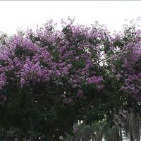 Felipe ❤️ Memecoin (@felipe02807693) 's Twitter Profile