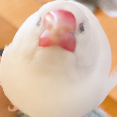 情報収集・ご縁繋ぎ•日常〜趣味まで四方山垢 年単位でやりとりない方とはお別れ F/R/Bご自由に 文鳥多め⚠️コス写真有り〼 #今日のにこぴ #通过取景窗的huili的世界 #えりの旅行記 #huili_sewing #兼さんサミット2025in宮崎 #ごうのとらToTheNorth #0524すぅぱぁかねさんたいむ