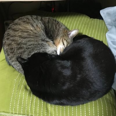 EscapeNowNowNow's profile picture. 金沢大学M2電情