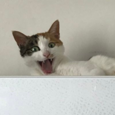 yea_nay_jein's profile picture. 