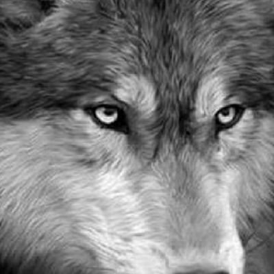 Wolves don't concern themselves with the opinions of sheep!