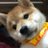 とっしーだのアイコン