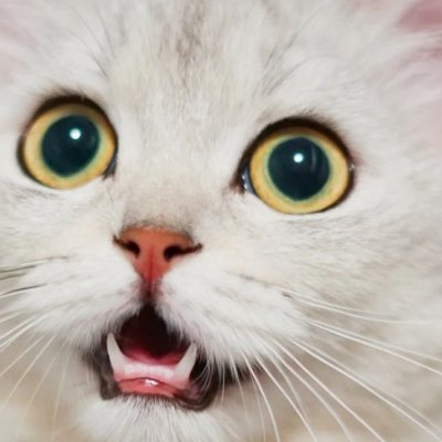 La loca de los gatos de los simpsons es mi vieja