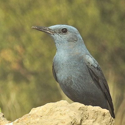 Guided bird watching trips and holidays in Spain for individuals, couples, families and small groups.