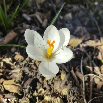 littlemiracle_w's profile picture. 