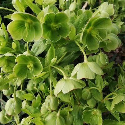 NORNATA's profile picture. 