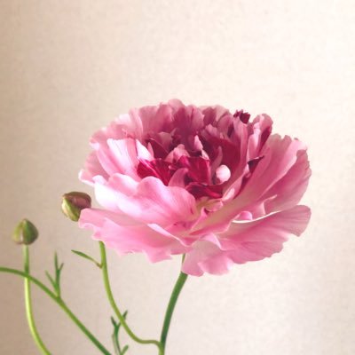 柚子 切れない糸 創元推理文庫 文庫 坂木 司 著