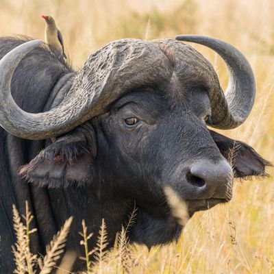 Buffalo Nyathi