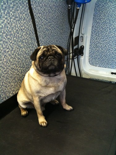 dogwashchester's profile picture. Mobile Dog Grooming