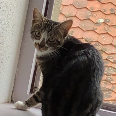 clopirate's profile picture. 🌲🌱🌿☘️ La chlotekerie n’est jamais finie.