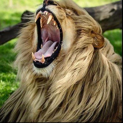 jayuzim's profile picture. Territory Development Specialist