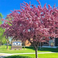 Hankinson District 8 (@hankinsonschool) 's Twitter Profile