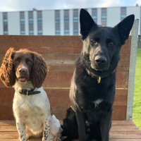 PD Lenny & PD Lottie(@PDLendog) 's Twitter Profile Photo