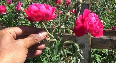 Jamal70864082's profile picture. 