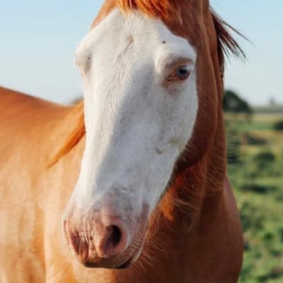 Horse Betting Trader - I have worked in iGaming for over 14 years. This account will be a paid members only service after my first 10 horses predictions.