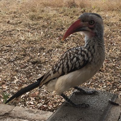 Birder. From West Harrow. Also BBS Surveyor, LNHS London Bird Report section writer, London Wetland Centre volunteer.