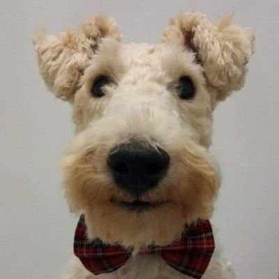 Hello! I'm a wire-haired fox terrier. I TRY to be good but do look cute at all hours of the day. I am 7. Please be a 'Wallower' and follow my adventures!