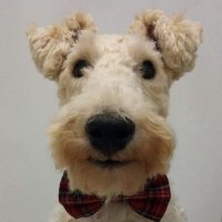 Fox Terrier Wallace (and Gus the Border)(@FTWallace1) 's Twitter Profile Photo