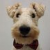 Fox Terrier Wallace (and Gus the Border) (@FTWallace1) Twitter profile photo