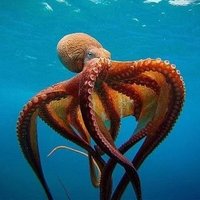 AhtapotRecep (@ahtabotr) Twitter profile photo
