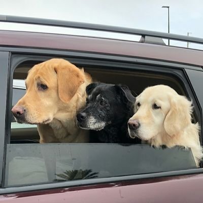 rayder350's profile picture. Proud UCF mom. My rescue dogs own me. Hate politics. CFB much more fun than NFL. Believe UCF will win a Nat'l C'ship in a short time frame under C.Malzahn.