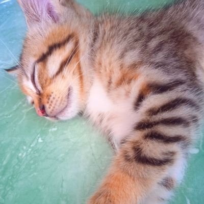 mynameissurti's profile picture. MEONG🐈