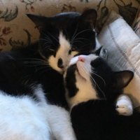 Jesse,Mystery,Willow,Gizmo🌈&Clare (@jesseandgiz15) 's Twitter Profile