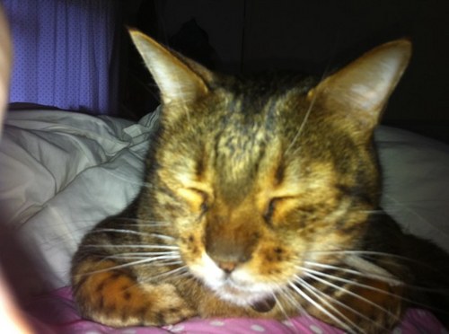 annajking's profile picture. 